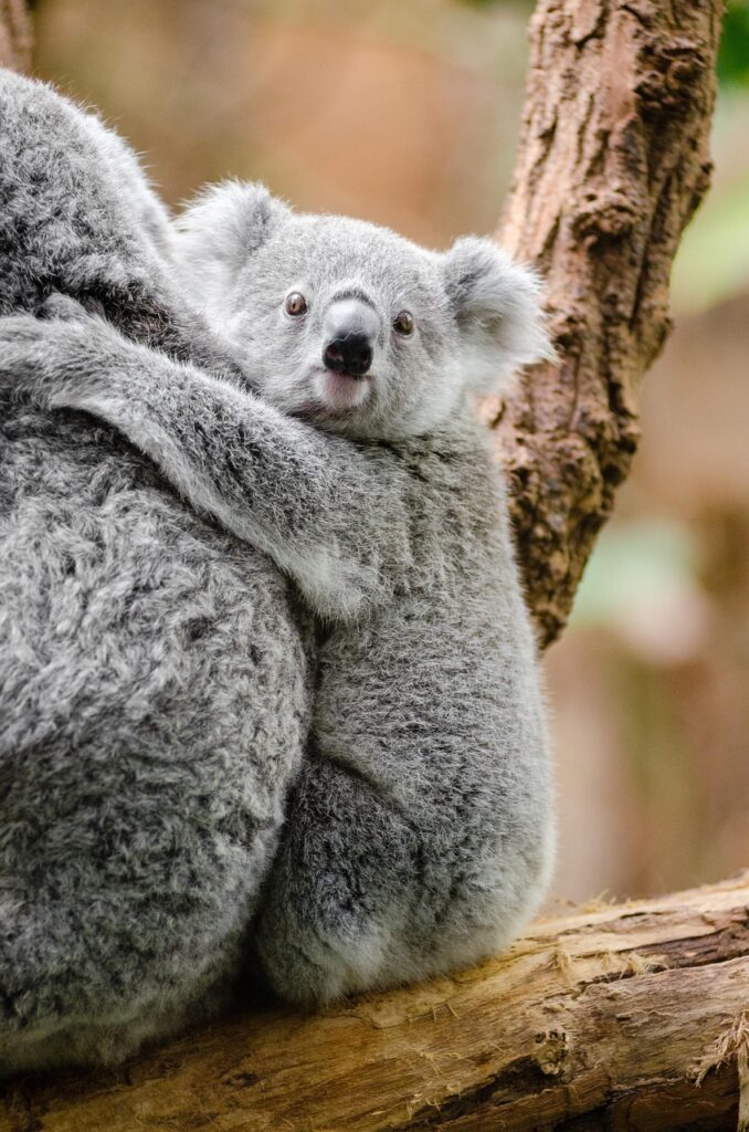 adorable, animal, branch, cute, furry, koala, marsupial, nature, wildlife, brown animals